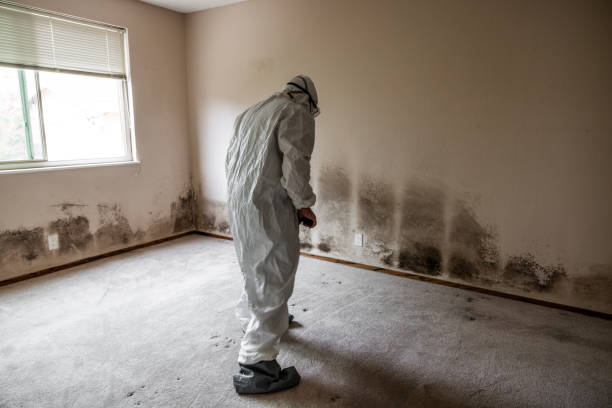 Best Mold Testing and Inspection Services in Westminster, LA