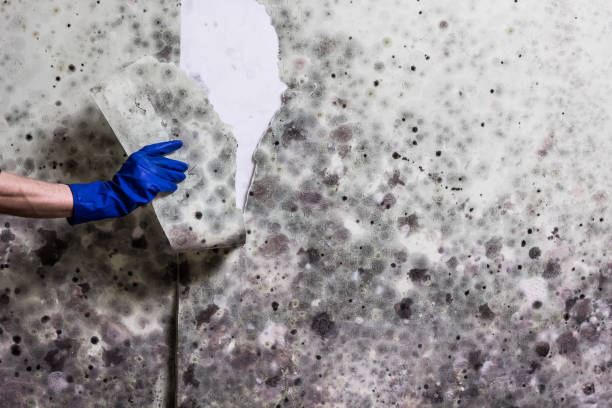 Best Attic Mold Remediation in Westminster, LA